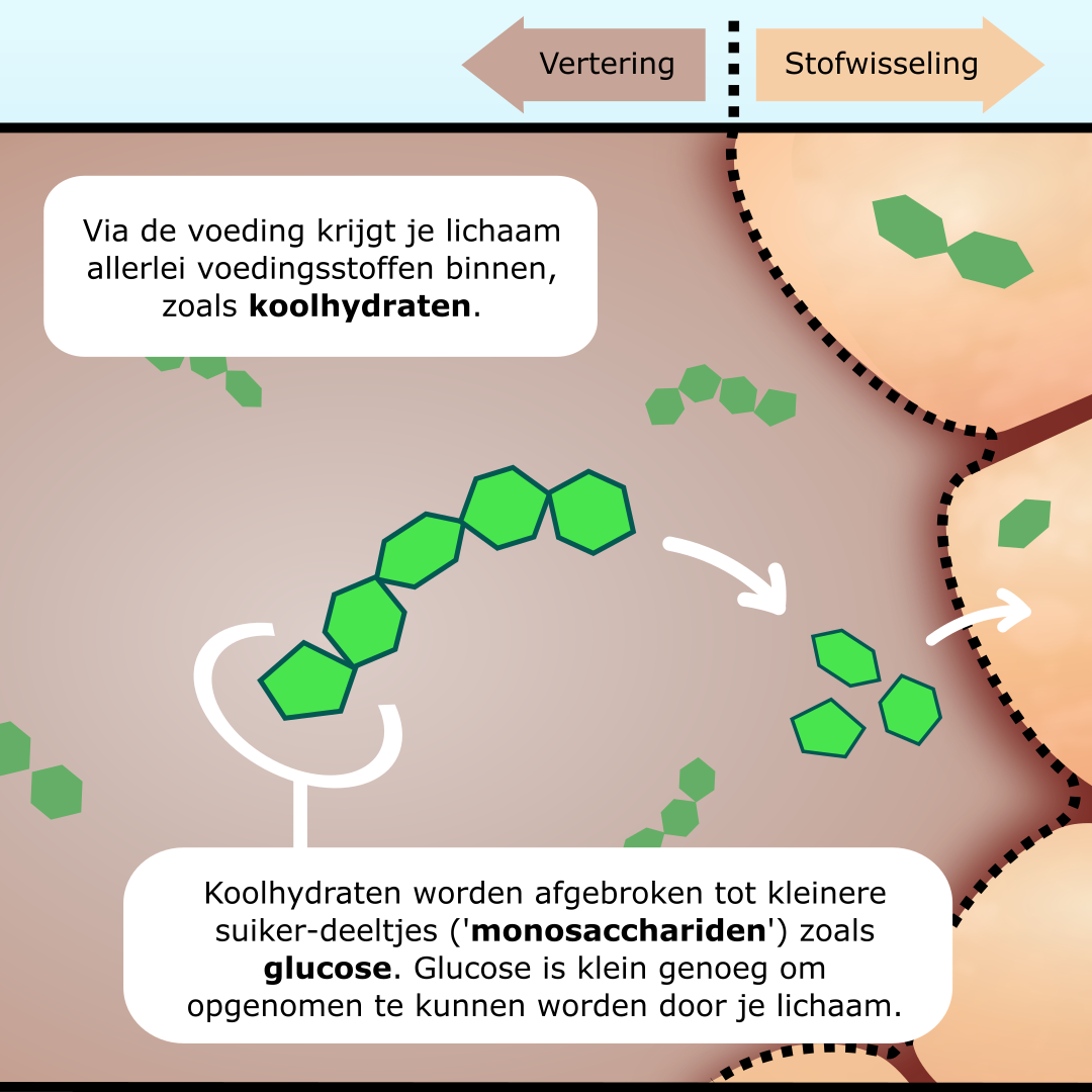 GSD-3 (debranching enzym) infographic afbeelding 1